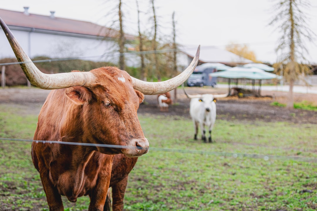 What's Happening With Compensation in Farm & Ranch Transactions? — Texas real estate